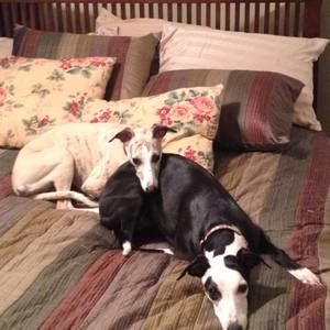 Meet your Posher, Charles